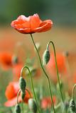 Red poppy on the flowering meadow background