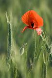 Ear of cereals and one red poppy close-up