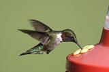 Ruby-throated Hummingbird At A Feeder