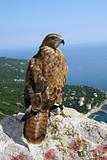 The falcon looks at us, sitting on top of mountain above the sea