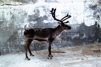 Urban reindeer