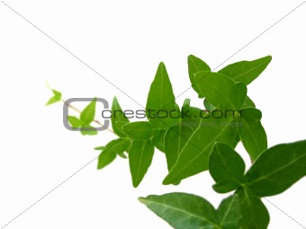 Ivy on white background 1