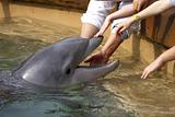 touching dolphin