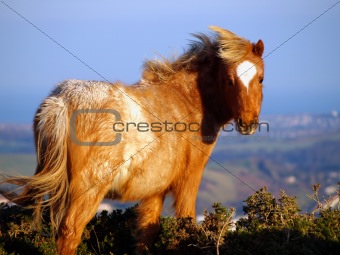 Wild Welsh Mountain Pony