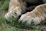 Lion paws