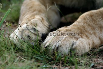 lion paw claw