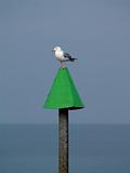 Seagull on a green post