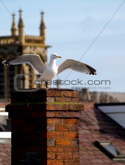 Seagull about to take flight