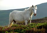 Welsh Mountain Pony on Conwy Mountain