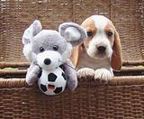 Beagle puppy with toy mouse