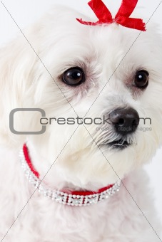 Maltese Terrier Face
