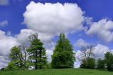 Trees, Sky and Puffy White Clouds