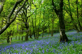 Bluebell Fairyland