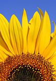 Sunflower and Blue Sky