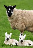 Mother Sheep and Twin Lambs