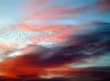 Starlings fill the night sky
