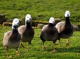 Four white-headed geese