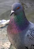 one pigeon