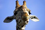 Smiling giraffe