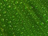 WATER DROPLETS ON GREEN LEAF