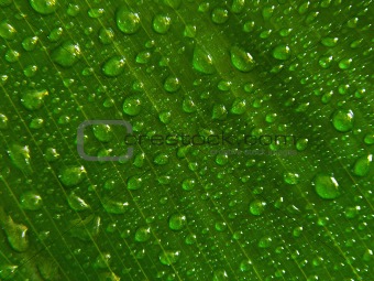 WATER DROPLETS ON GREEN LEAF