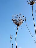 Dry winter weeds