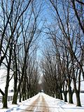 Winter tree lined lane 1