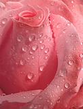 Pink Rose, droplets