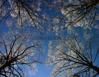 winter tree & blue sky