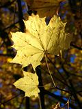 autumn  leaf