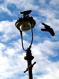 Two Rooks on a lampost