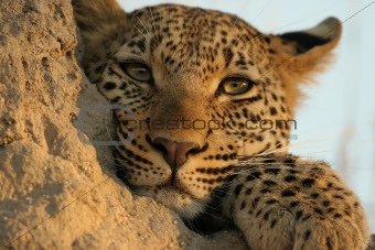leopard stare