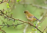 The Greenfinch