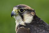 Lanner falcon