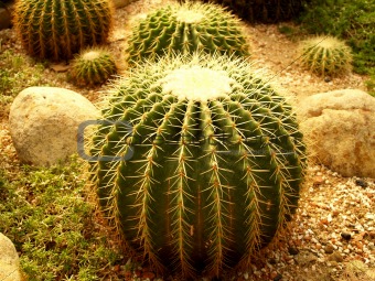 Closeup of a cactus