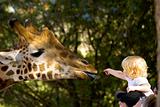 Child Feeding A Giraffe