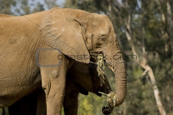 Elephants Feeding on Hay