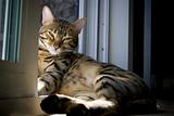 Sunbathing Bengal Kitty