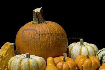 Pumpkins on Black Background