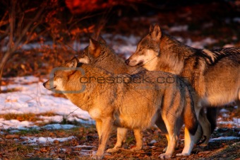 Wolf’s pack