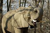 African Elephant 3391_0422 