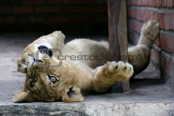 Playful lion cub