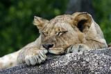 Sleeping lion