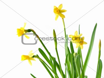 Daffodils on white