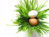 Easter eggs in grass on white
