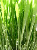 Green grass macro