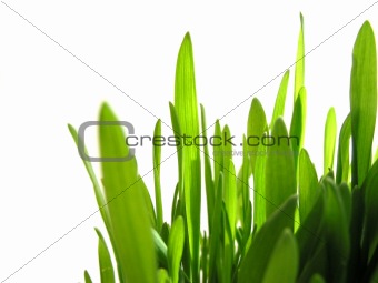 Green grass on white