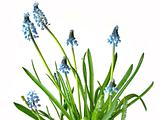 Blue spring flowers on white