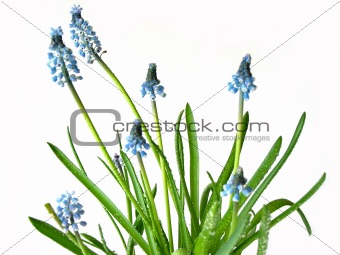 Blue spring flowers on white