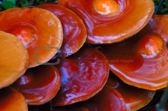 Orange Mushroom (Kuehneromyces mutabilis) in Forest